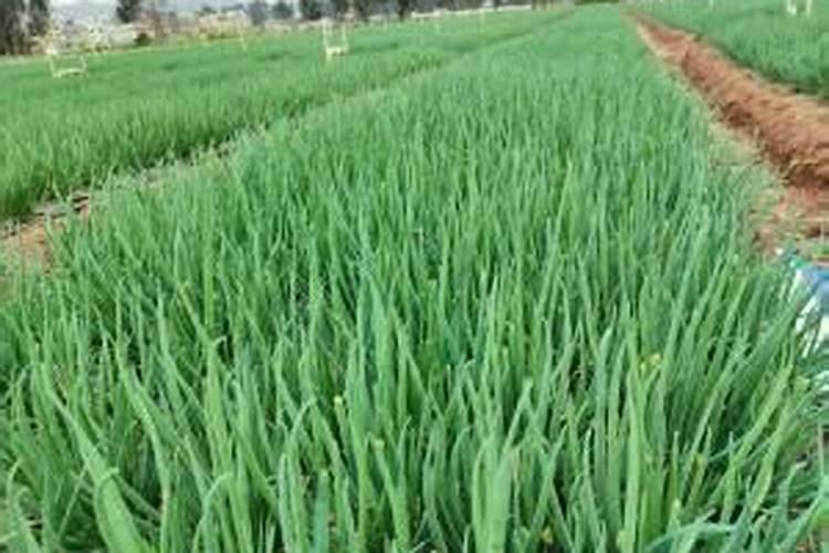 大葱、大蒜和韭菜最怕什么肥料？这3种肥料别乱用,否则干尖黄叶