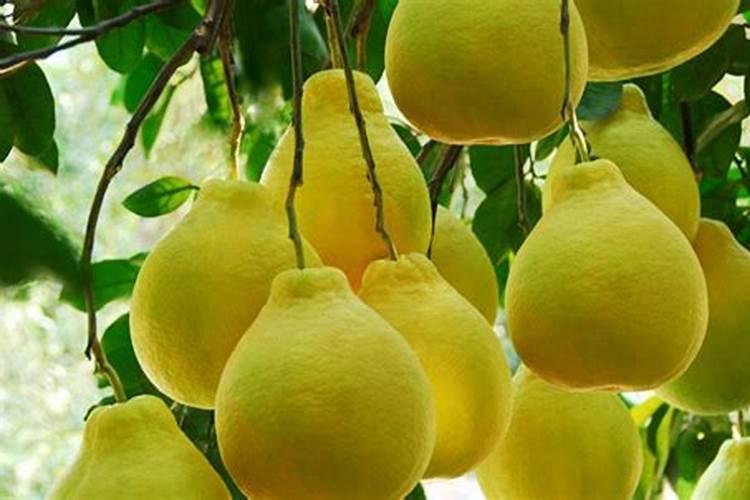 柚子树花期可以喷中唯量元素吗