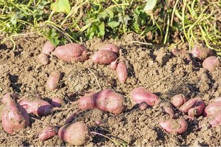 绿萝扦插要不要留叶子