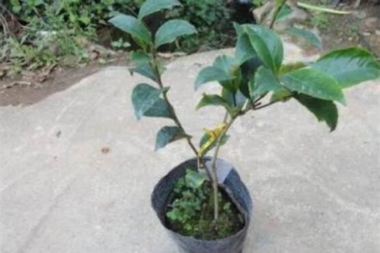 芝麻打除草剂什么时候打最好？