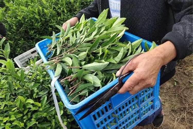 【茶技术】茶树扦插要注意哪些问题？