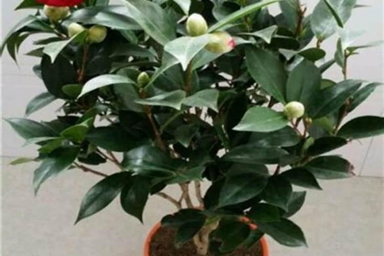 茶花换盆后什么时候施肥最好