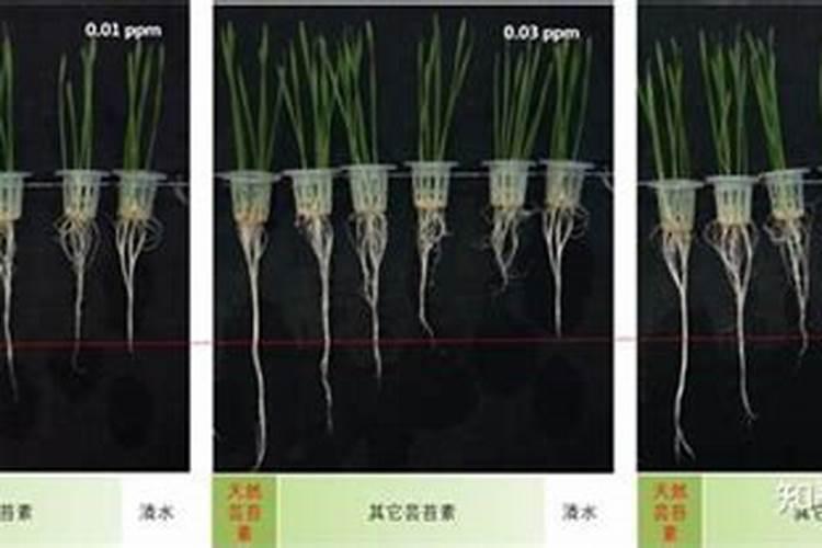 高粱科学施肥方法