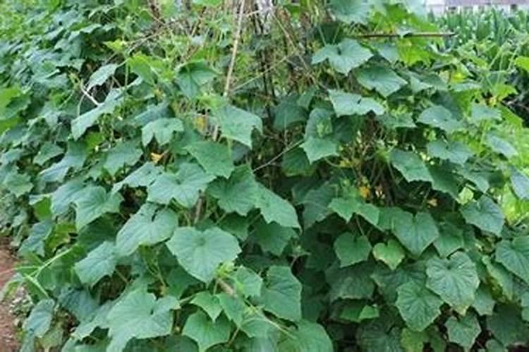 苦瓜苗能养化肥吗