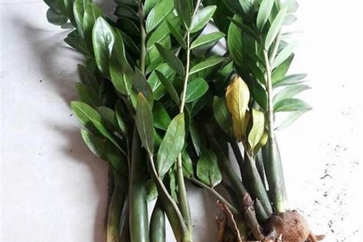 用豆粕水浇花,怎么制作豆粕水