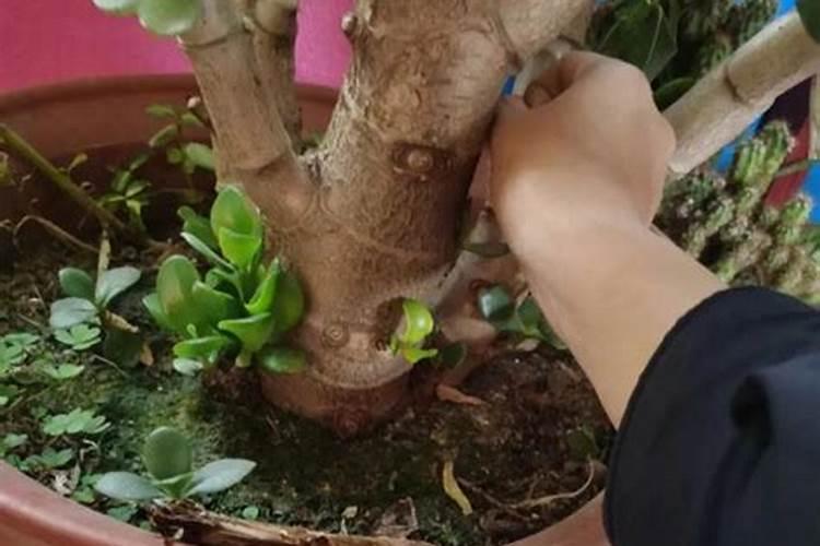 坏了的生鸡蛋可以给桂花树当肥料吗？