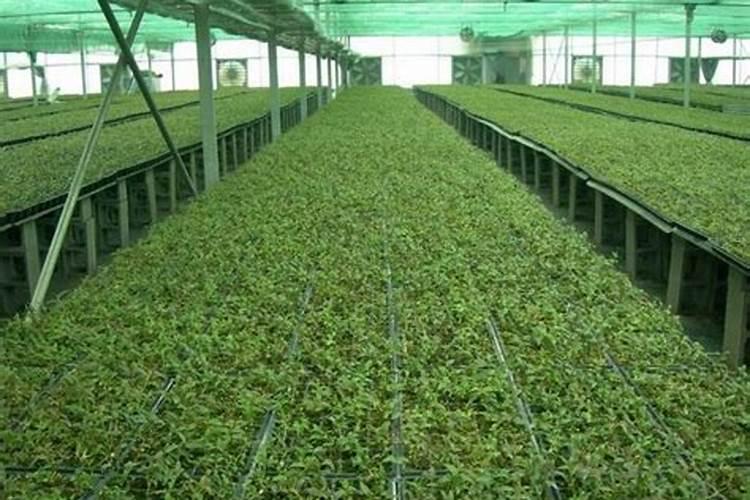 铁皮石斛用什么肥料好 怎么施肥