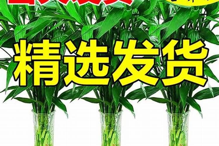 绿萝营养液和富贵竹可以用一样的吗