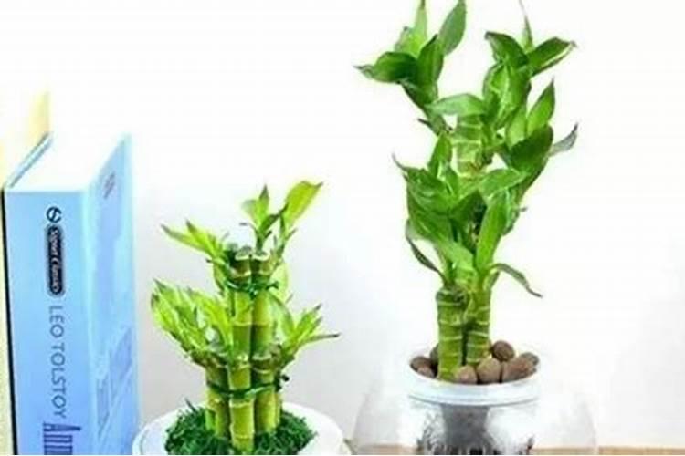 富贵竹和绿萝能用二氨肥吗