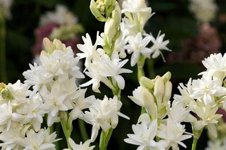 晚香玉播种时,需要注意哪些事项？