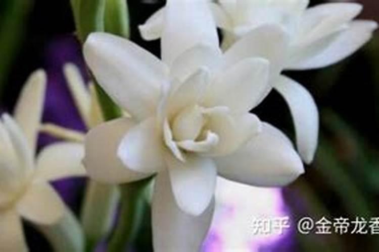 晚香玉只长叶子不开花