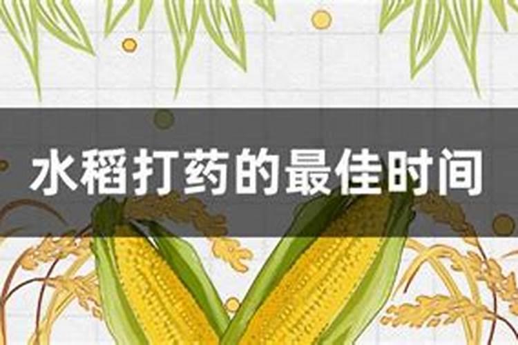 水稻叶面肥哪种好 如何正确喷施