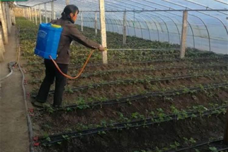 种地瓜用什么肥料最好