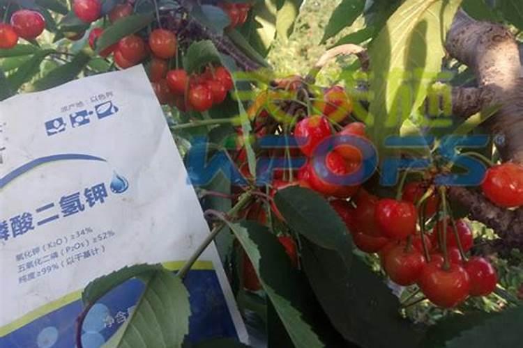 大樱桃花前用磷酸二铵好吗