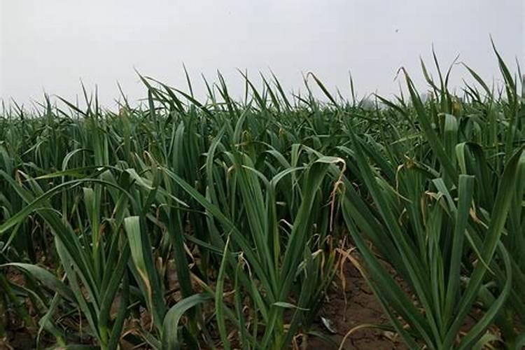 红蒜施肥过多,叶子发黄怎样处理？