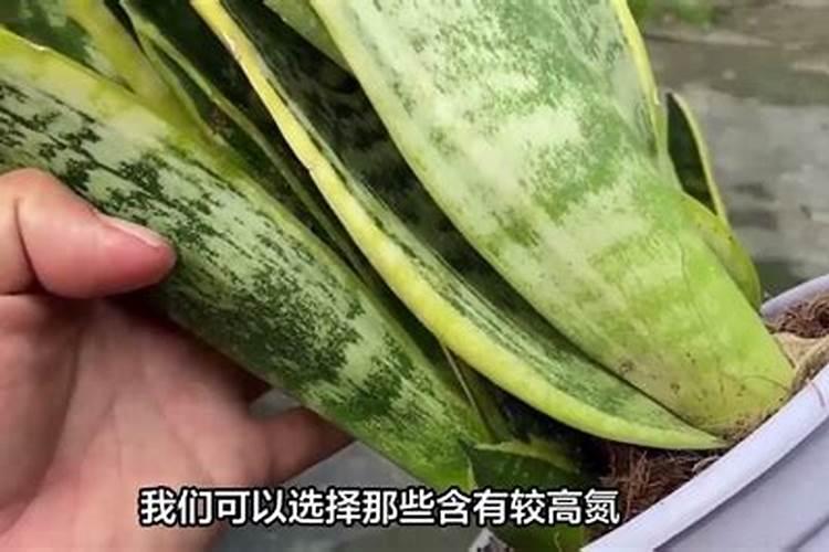 虎皮兰为什么不生根呢是什么原因