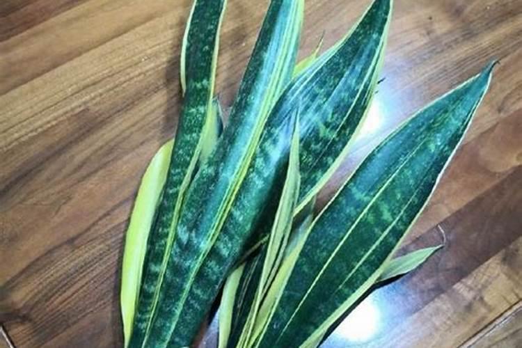 虎皮兰老是不生根