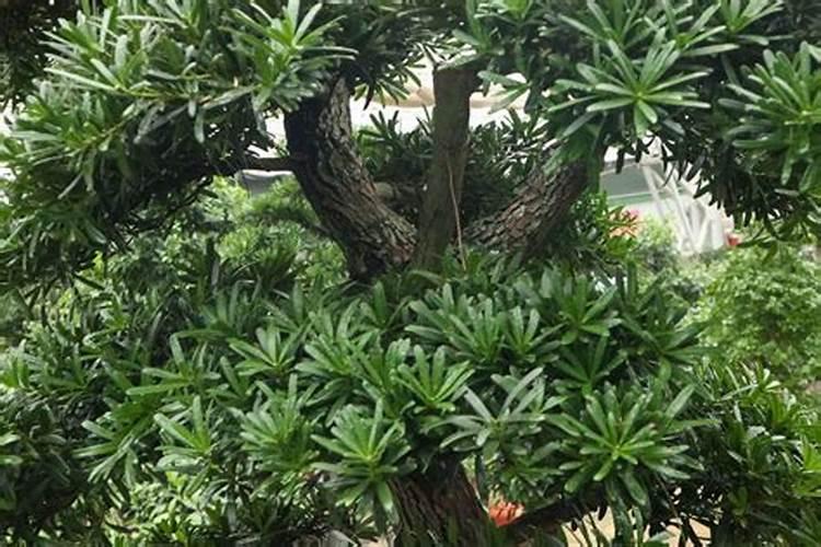 红糖当冲施肥怎么用