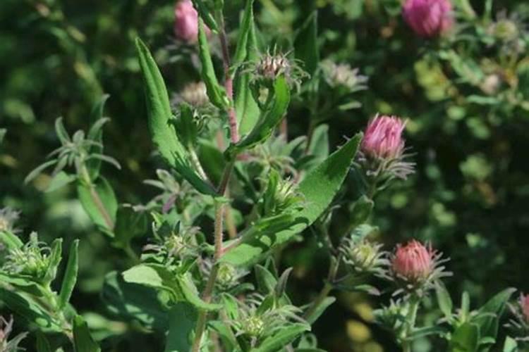 紫菀与北方返魂草哪个更有种植前途