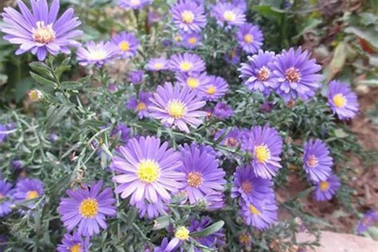 荷兰菊花是什么样子？