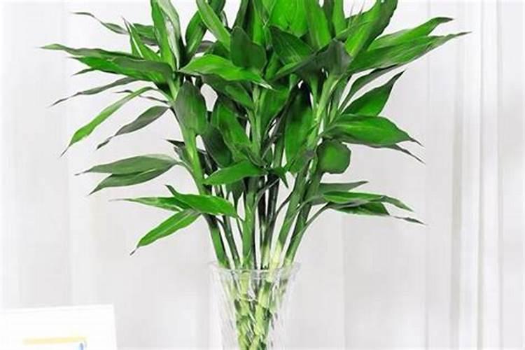 红观音竹的养殖方法和注意事项