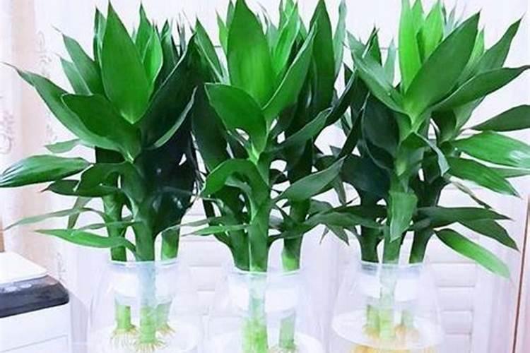 观音竹施肥方法及注意事项春季棕竹怎么施肥