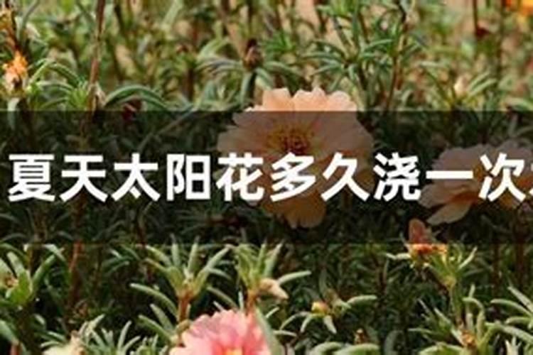 太阳花养了一夏天怎么办