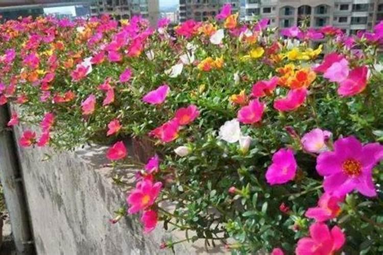 太阳花施什么肥才能花大叶盛？