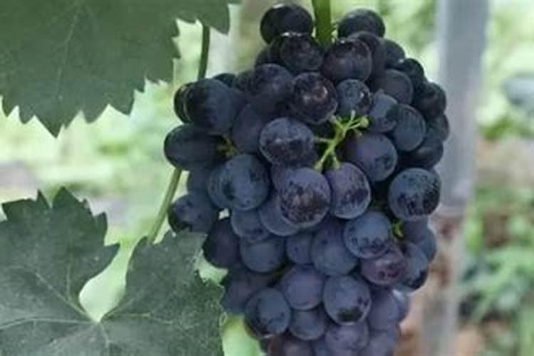 芸苔素产品很多,那些在果树上用好