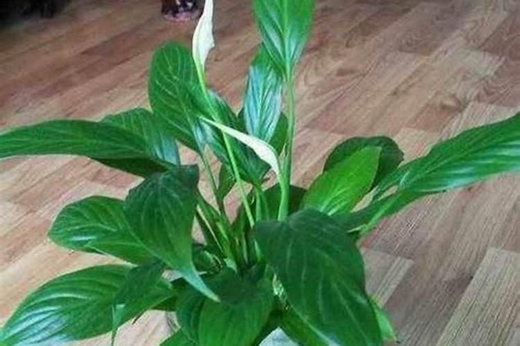 磷肥适合浇什么花