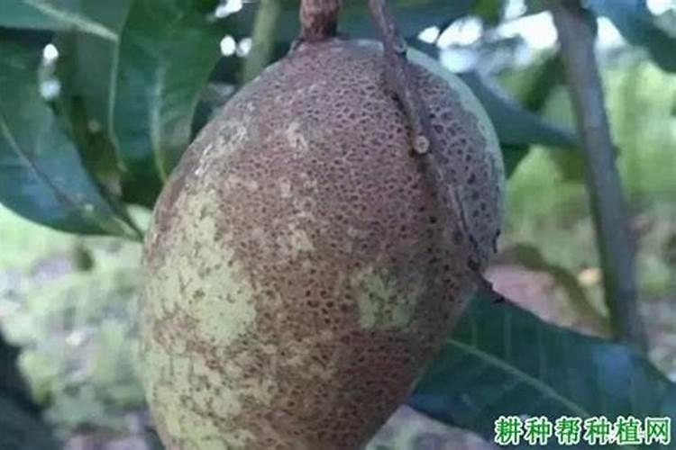 芒果施肥用什么肥料好呢