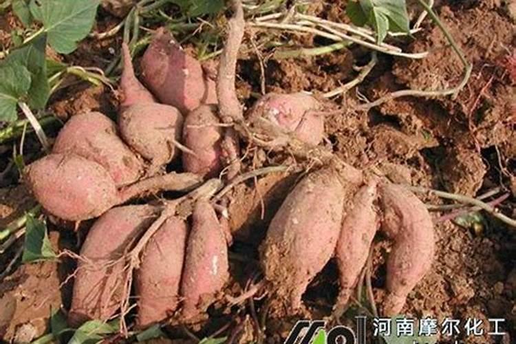 长寿花扦插4种方法是什么