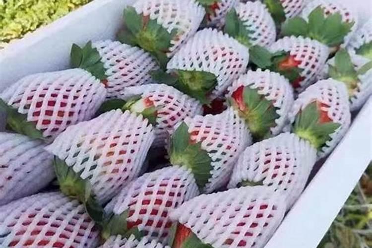 种植芋头叶面可以施磷酸二氢钾吗