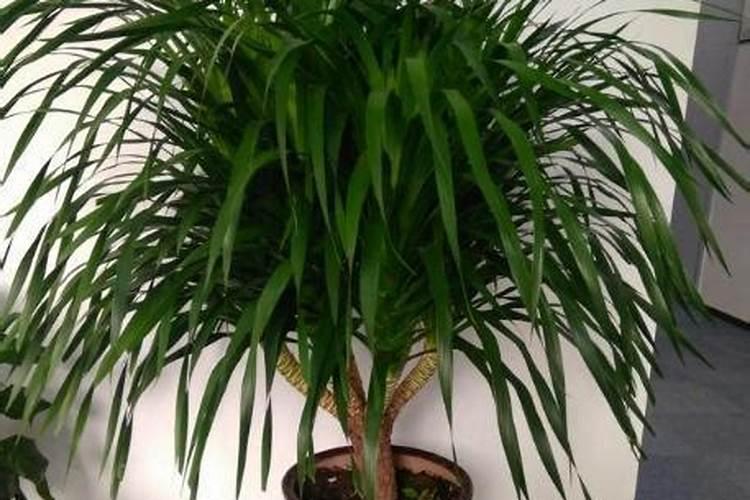 富贵树叶子变黄怎么处理？