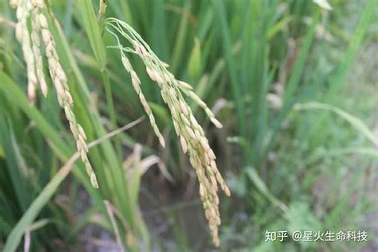 稀土肥料与腐植酸肥料哪个好