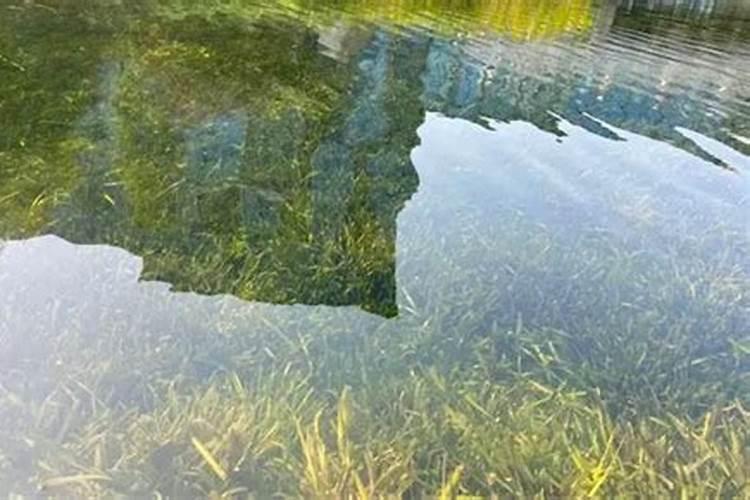 晶体二铵滴灌后几天见效