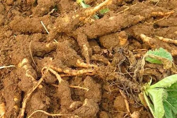 中药材地黄一次冲施多少肥料合适？地黄壮根叶面肥厂家哪家好？