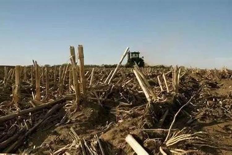 施用氮肥过多对植物有什么影响
