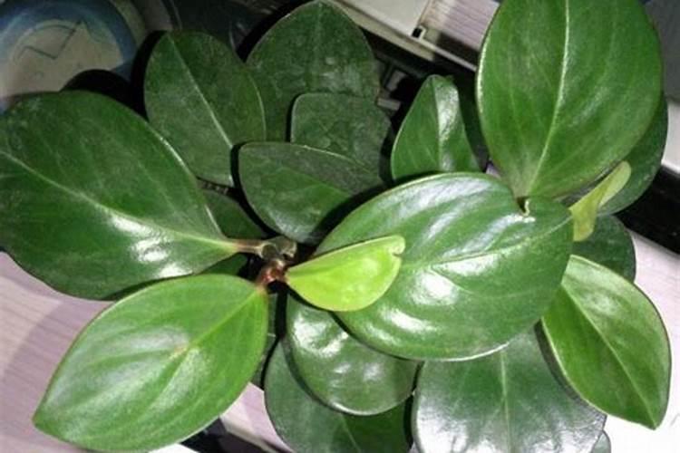 莲藕用什么肥料最好