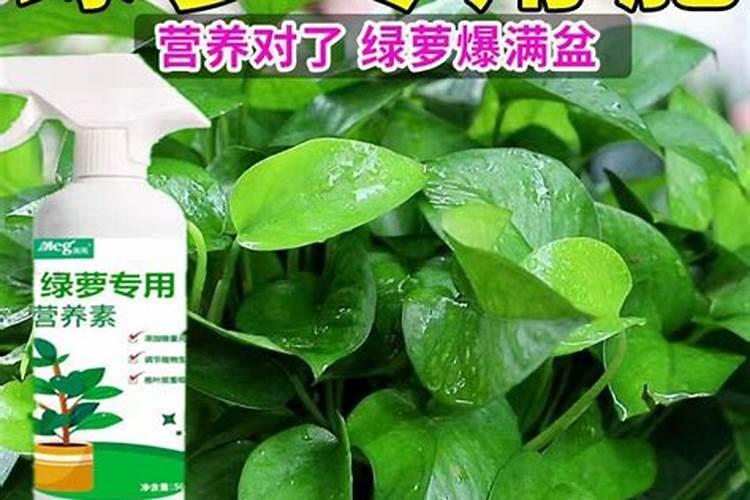 如何自制水培绿萝的肥料