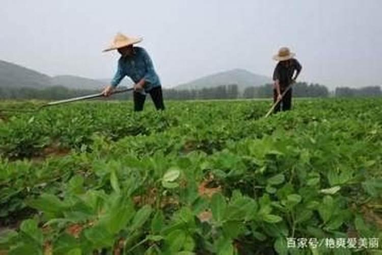 花生底肥如何选择？硫酸钾和氯化钾哪个更合适？