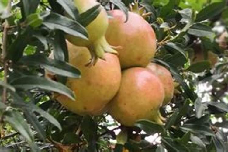 山药的需肥特点是什么？种植山药应该如何施肥？