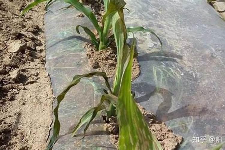 玉米施加钙肥的最佳时间 什么时候使用合适