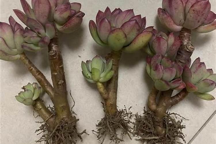 多肉植物生长需要哪些养分和微量元素