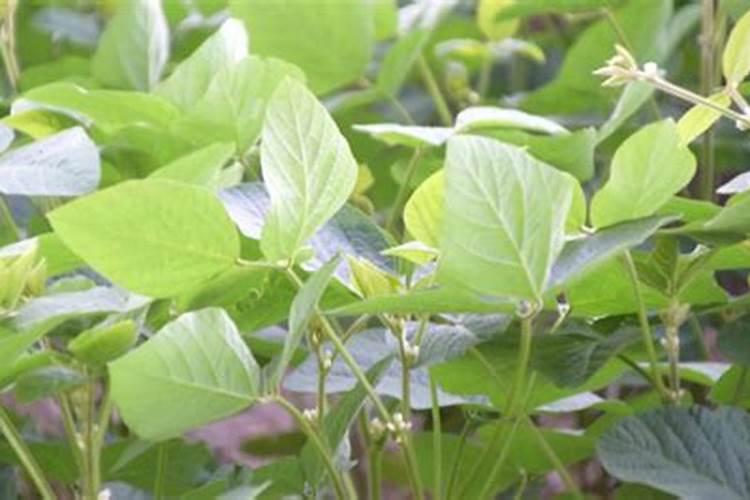 西洋诺威施有人了解吗？