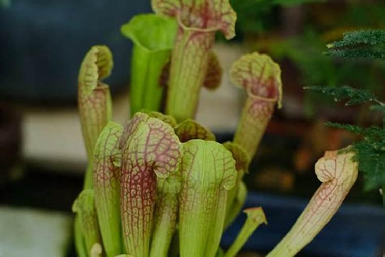 瓶子草的养殖方法和注意事项