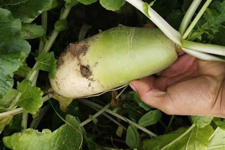 白萝卜施肥用什么肥料