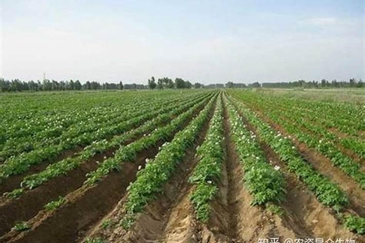 土豆追肥用什么肥料 种土豆怎么施肥