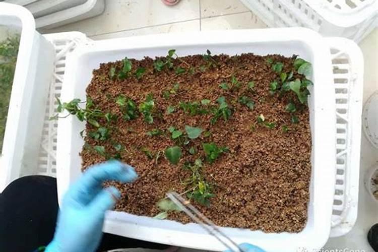 大葱施钙肥效果好吗