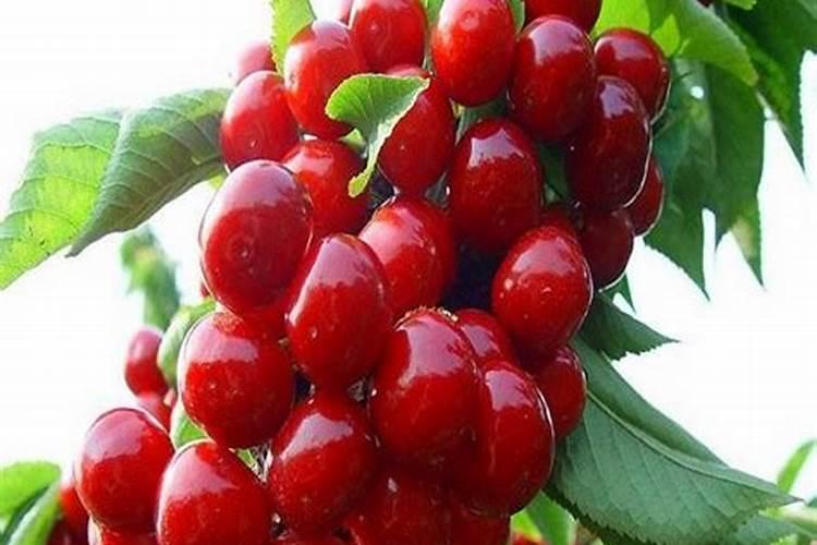 中药材西洋参生根膨大素,中药材人参壮根灵厂家批发,中药材半夏地下茎块...